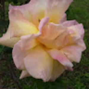 Meet your Posher, Marsha